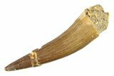 Bargain, Fossil Plesiosaur (Zarafasaura) Tooth - Morocco #297890-1